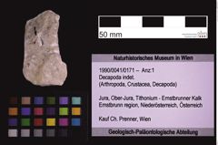 Foto (Objekt + Etiketten) von Decapoda indet. (NHMW-GEO-1990-0041-0171)